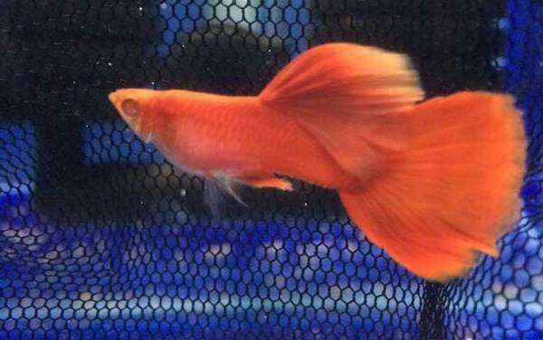 凤尾鱼繁殖方法及注意事项