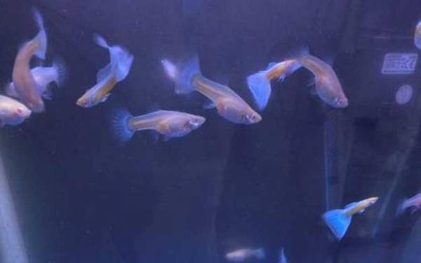 凤尾鱼繁殖方法及注意事项