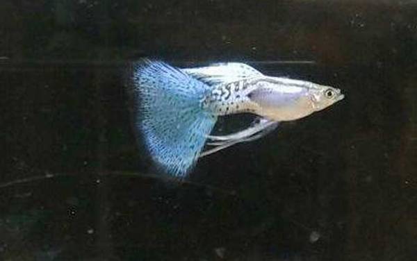 凤尾鱼怎么养不会死?