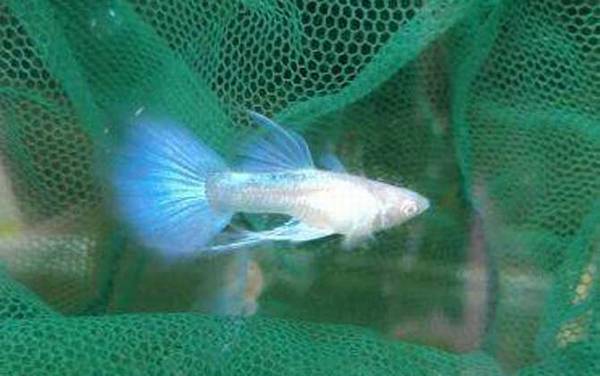 凤尾鱼怎么养不会死?