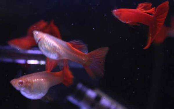 凤尾鱼怎么养不会死?