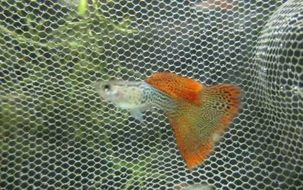 凤尾鱼怎么养不会死?