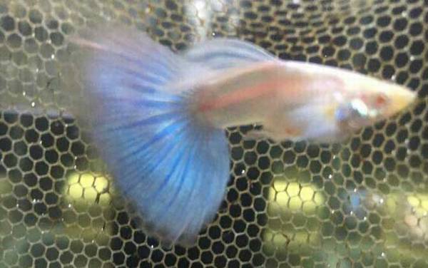 凤尾鱼下崽的征兆有哪些?