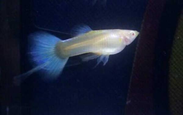 凤尾鱼下崽的征兆有哪些?