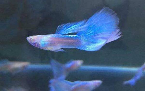 凤尾鱼下崽的征兆有哪些?