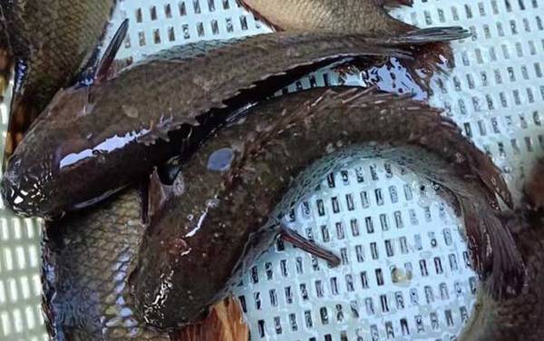 攀鲈鱼吃什么食物?