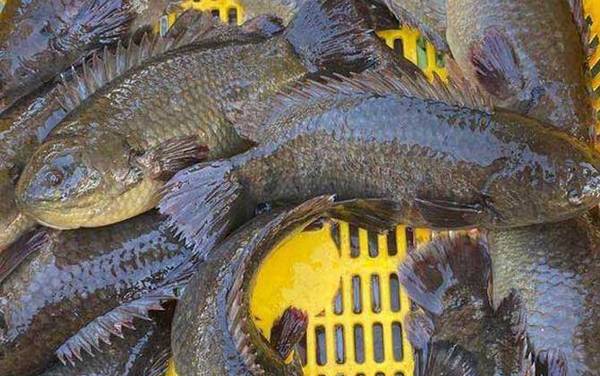 攀鲈鱼最大有多大?