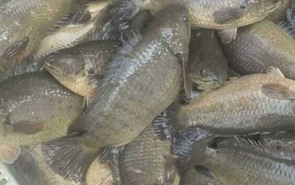 攀鲈鱼最大有多大?