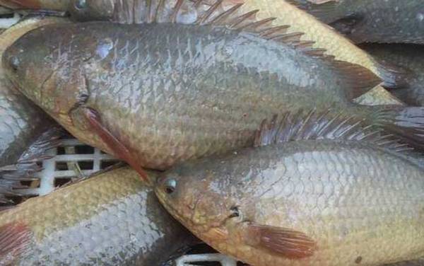 攀鲈鱼最大有多大?