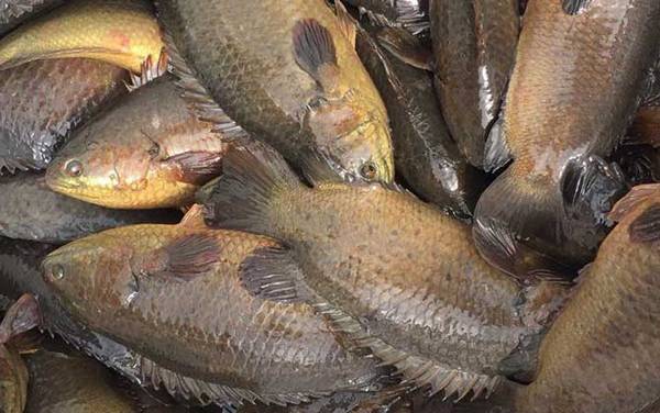 攀鲈鱼最大有多大?