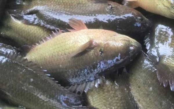 攀鲈鱼是国家保护动物吗?