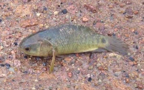 攀鲈鱼是国家保护动物吗?