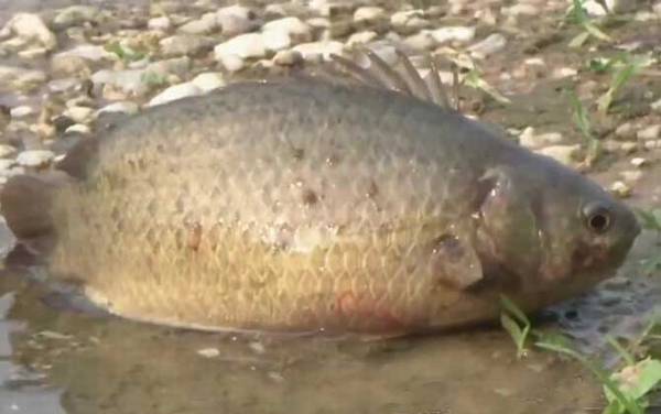 攀鲈鱼寿命是几年?