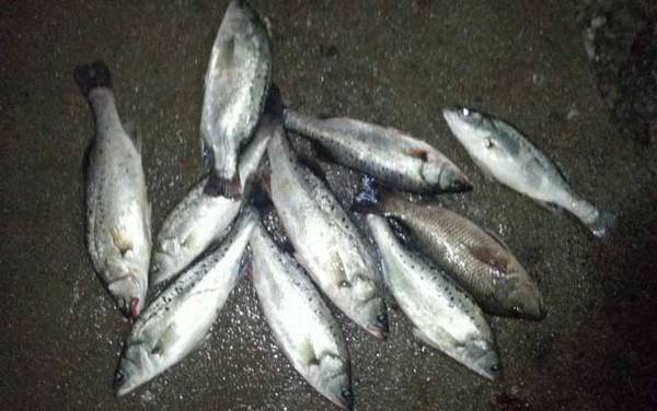 鲈鱼多少度就不开口了?