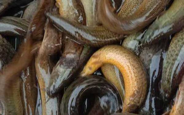 泥鳅最爱吃什么东西?