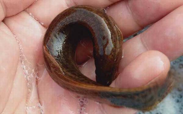 泥鳅最怕什么东西?