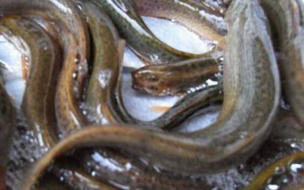 泥鳅是什么类型的动物?