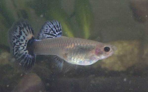 孔雀鱼价格多少钱一条?