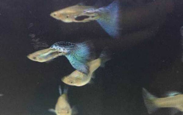 孔雀鱼价格多少钱一条?