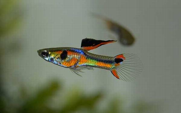 孔雀鱼怎么分公母?