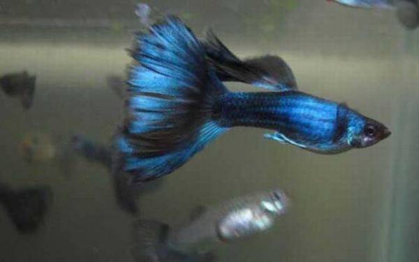 孔雀鱼生小鱼前兆及注意事项