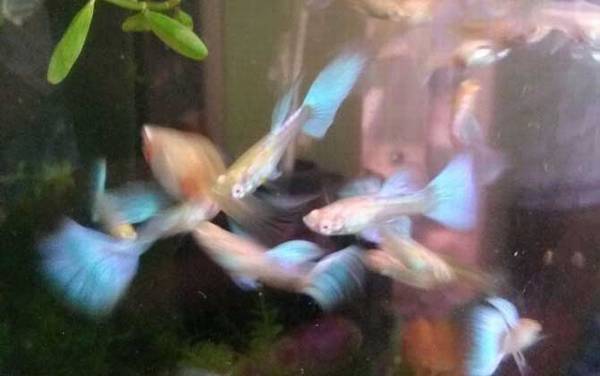 孔雀鱼难产怎么办?