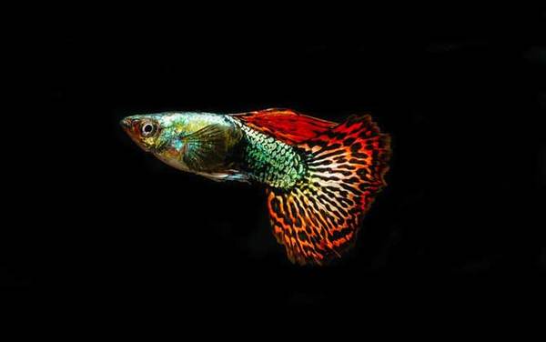 孔雀鱼难产怎么办?