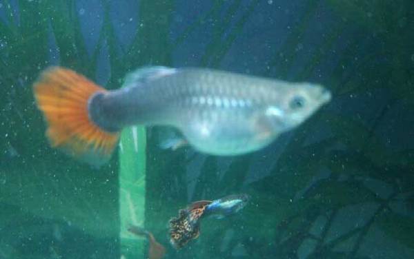 孔雀鱼难产怎么办?