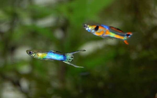 孔雀鱼烂尾原因及防治方法