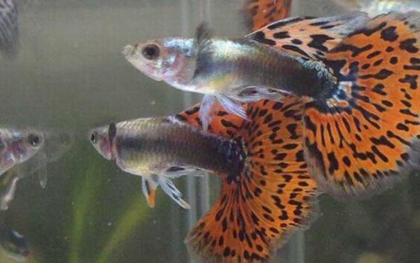 孔雀鱼烂尾原因及防治方法