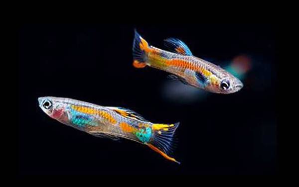 孔雀鱼烂尾原因及防治方法