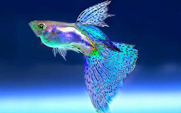 观赏鱼是什么鱼?