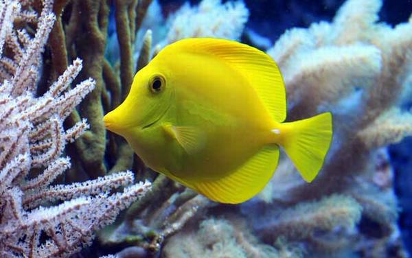 观赏鱼是什么鱼?