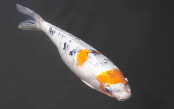 观赏鱼图片及名称大全