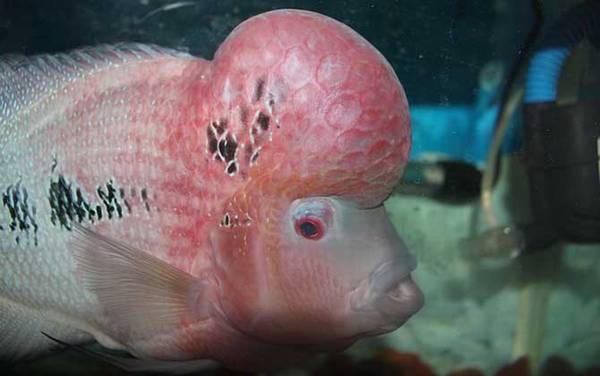 观赏鱼图片及名称大全