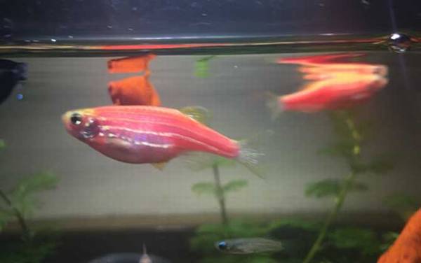 观赏鱼繁殖方法及注意事项