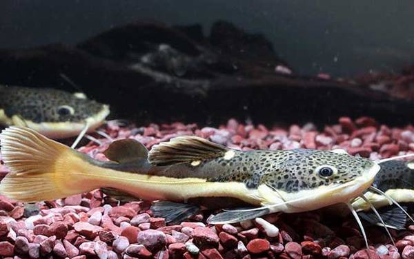 观赏鱼图片及名称大全