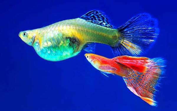 观赏鱼价格多少钱一条?