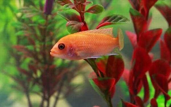 观赏鱼价格多少钱一条?