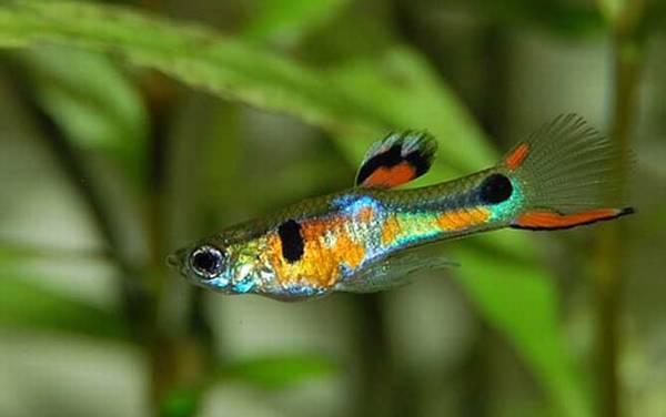 观赏鱼价格多少钱一条?