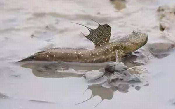 弹涂鱼是什么鱼?