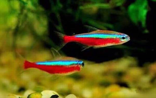 宝莲灯鱼是什么鱼?