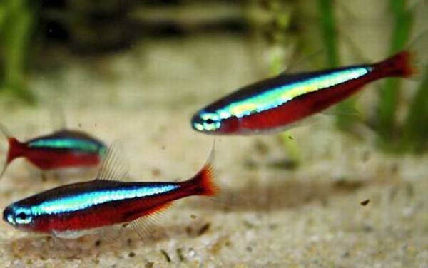 宝莲灯鱼是什么鱼?