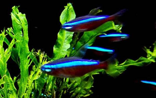 宝莲灯鱼是什么鱼?