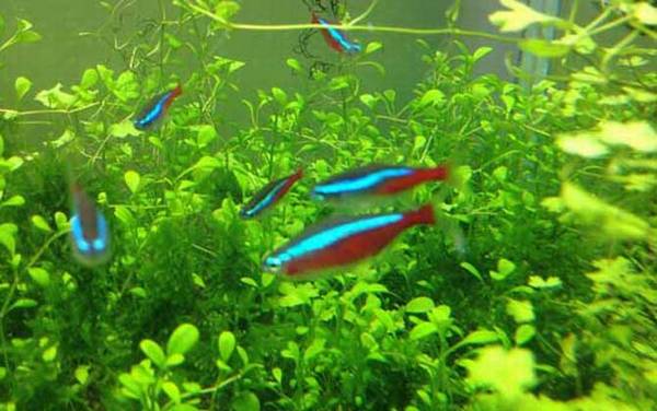 宝莲灯鱼是什么鱼?