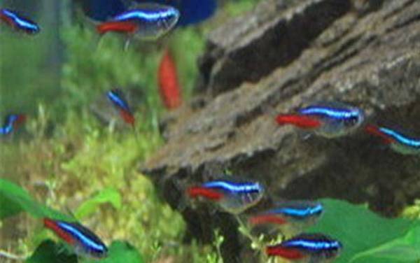 霓虹灯鱼是什么鱼?