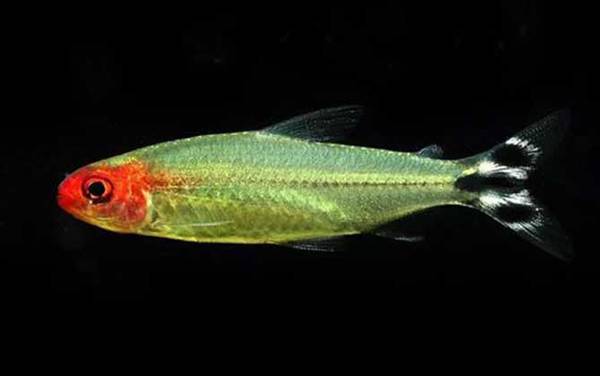 红鼻剪刀是什么鱼?