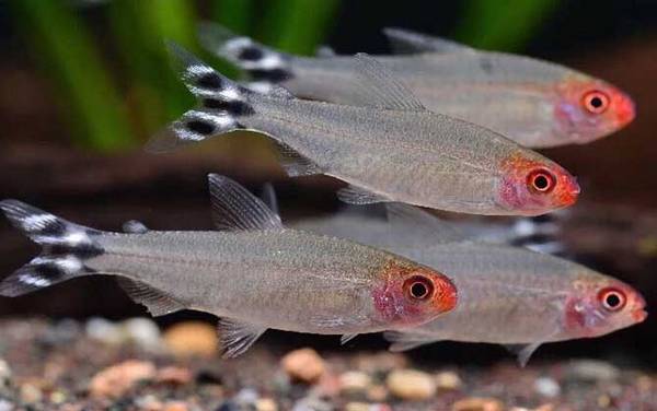 红鼻剪刀是什么鱼?