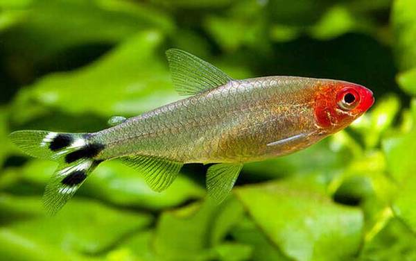 红鼻剪刀是什么鱼?