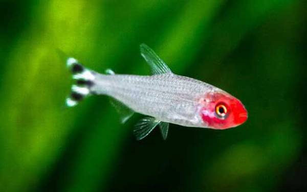 红鼻剪刀是什么鱼?